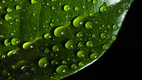 Leaf with raindrop Stock Photos