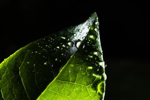 Leaf with raindrop Stock Photos