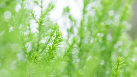 Leaf with raindrop Stock Photos