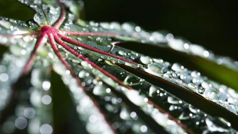 Leaf with raindrop Stock Photos