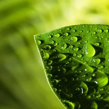 Leaf with raindrop Stock Photos