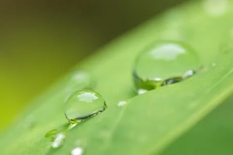 Leaf with raindrop Stock Photos