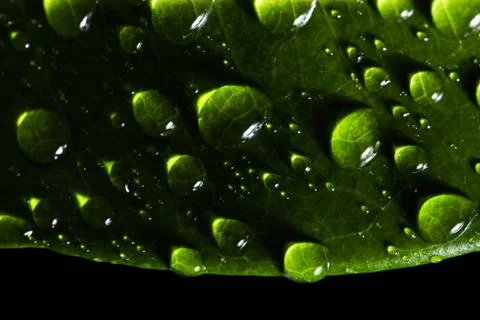 Leaf with raindrop Stock Photos