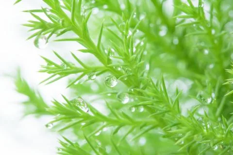 Leaf with raindrop Stock Photos