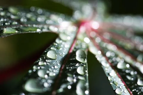 Leaf with raindrop Stock Photos