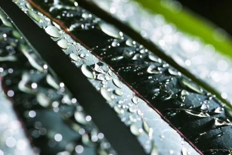 Leaf with raindrop Stock Photos