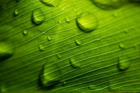 Leaf with raindrop Stock Photos
