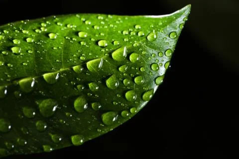 Leaf with raindrop Stock Photos