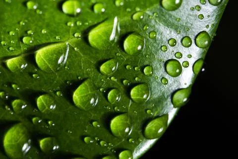 Leaf with raindrop Stock Photos