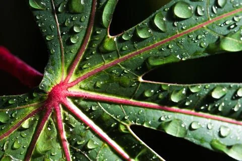 Leaf with raindrop Stock Photos