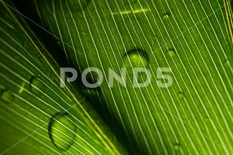 Leaf with raindrop Stock Photos