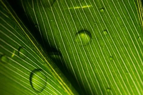 Leaf with raindrop 스톡 사진