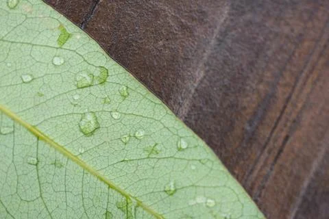 Leaf with raindrop Stock Photos