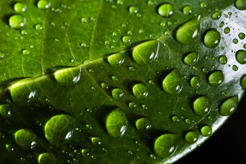 Leaf with raindrop Stock Photos
