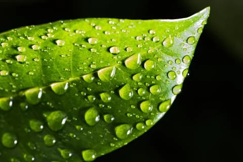 Leaf with raindrop Stock Photos