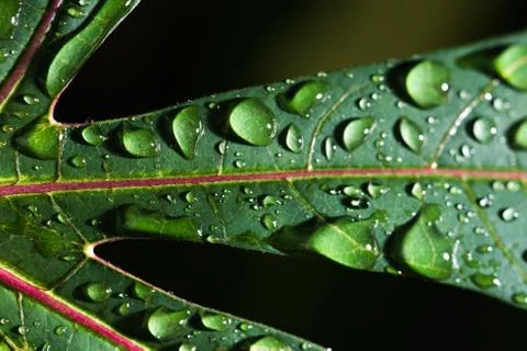 Leaf with raindrop Stock Photos