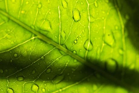 Leaf with raindrop Stock Photos