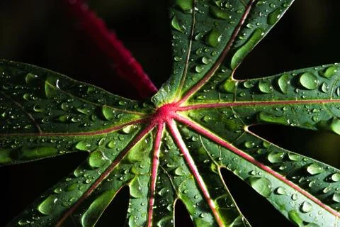 Leaf with raindrop 스톡 사진