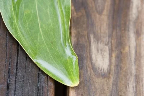 Leaf with raindrop Stock Photos