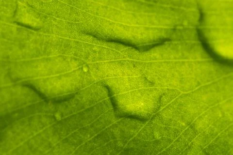 Leaf with raindrop Stock Photos