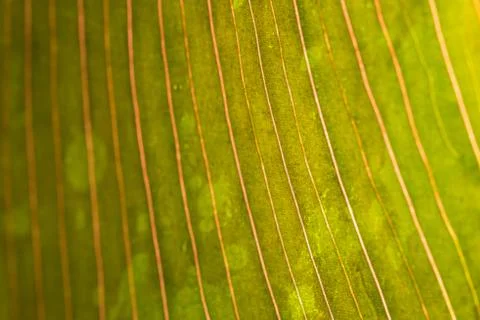Leaf with raindrop Stock Photos