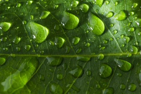 Leaf with raindrop Stock Photos