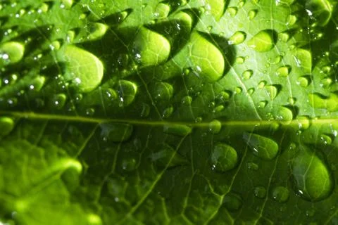 Leaf with raindrop Stock Photos
