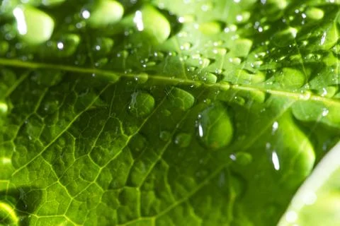 Leaf with raindrop 스톡 사진
