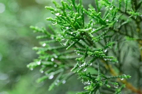 Leaf with raindrop Stock Photos