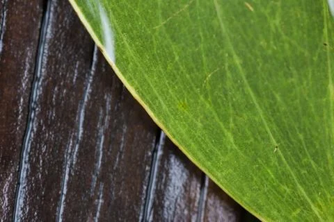 Leaf with raindrop Stock Photos
