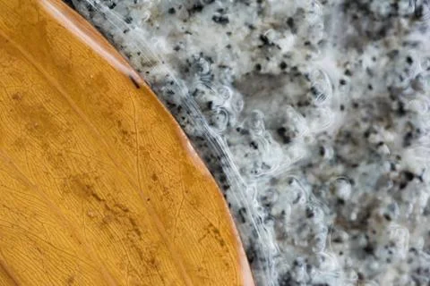 Leaf with raindrop Stock Photos