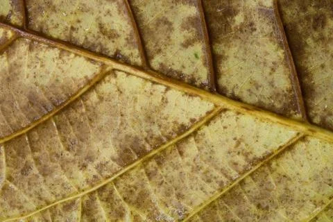 Leaf with raindrop Stock Photos