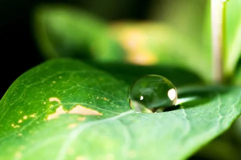 Leaf with raindrop Stock Photos