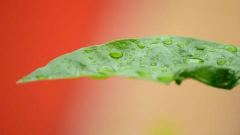 Leaf with raindrop on red background Stock Photos