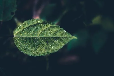 Leaf with raindrops after the rain. Foto stock