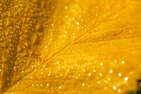 Leaf in raindrops and sunlight Stock Photos