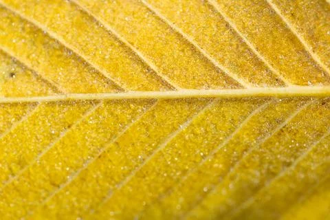 Leaf in raindrops and sunlight Stock Photos