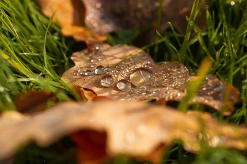 Leaf in raindrops and sunlight Stock Photos