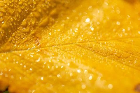 Leaf in raindrops and sunlight Stock Photos
