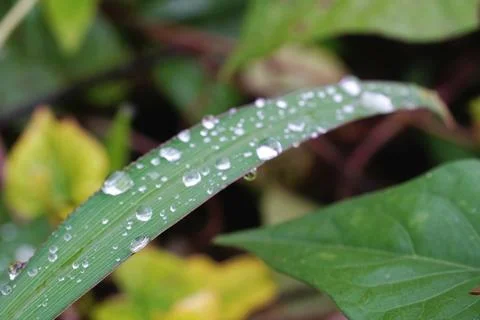 A leaf with raindrops on it Stock Photos