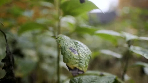 Leaf With Raindrops Wide Macro Closeup Video stock 150865859