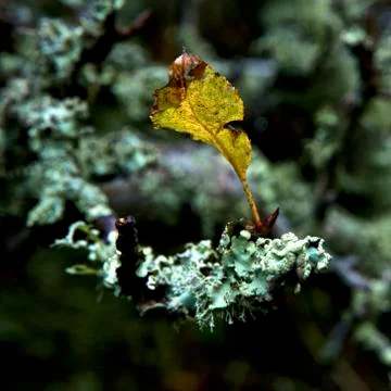 Leaf, rainy day 스톡 사진