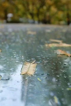 Leaf on a rainy glass backdrop Stock Photos
