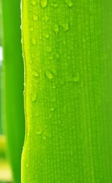 Leaf in rainy Stock Photos