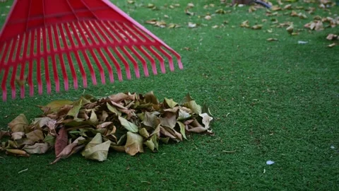 Leaf rake clears fallen leaves and autumn leaves from the lawn in a garden Stock Footage 295941320