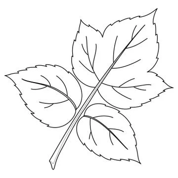 Leaf of raspberry, contours Stock Illustration