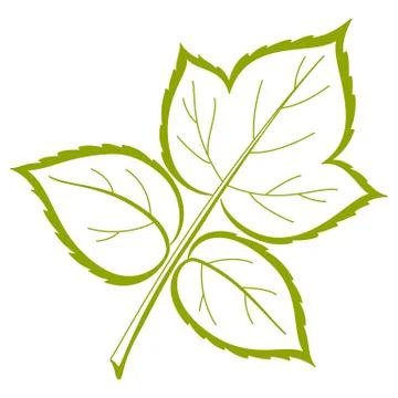 Leaf of raspberry, vector Stock Illustration