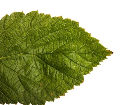 Leaf of raspberry on white Foto stock