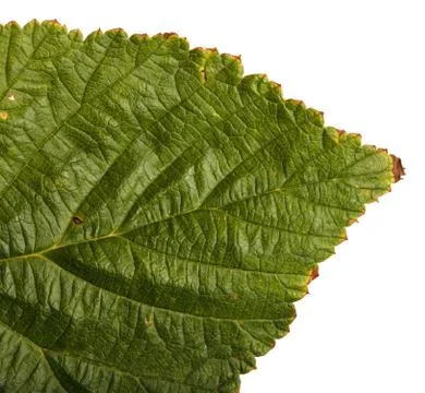 Leaf of raspberry on white Foto stock