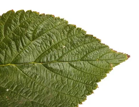 Leaf of raspberry on white Stock Photos